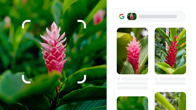एक लाल रंग के नुकीले पौधे को एक चौकोर फ़्रेम में दिखाया गया है. इस फ़्रेम के कोने सफ़ेद रंग के हैं और गोल हैं. इस पौधे को लाल अदरक के तौर पर पहचाना गया है