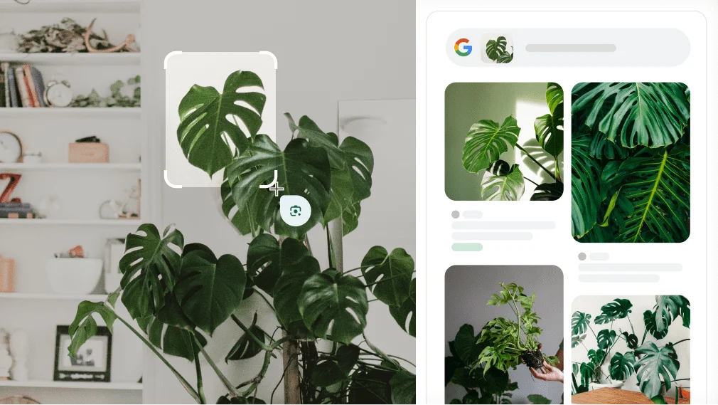 Google Lens digunakan untuk mengenal pasti pokok Monstera.