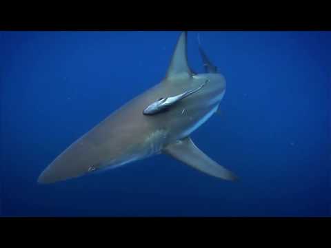 ภาพหน้าจอ